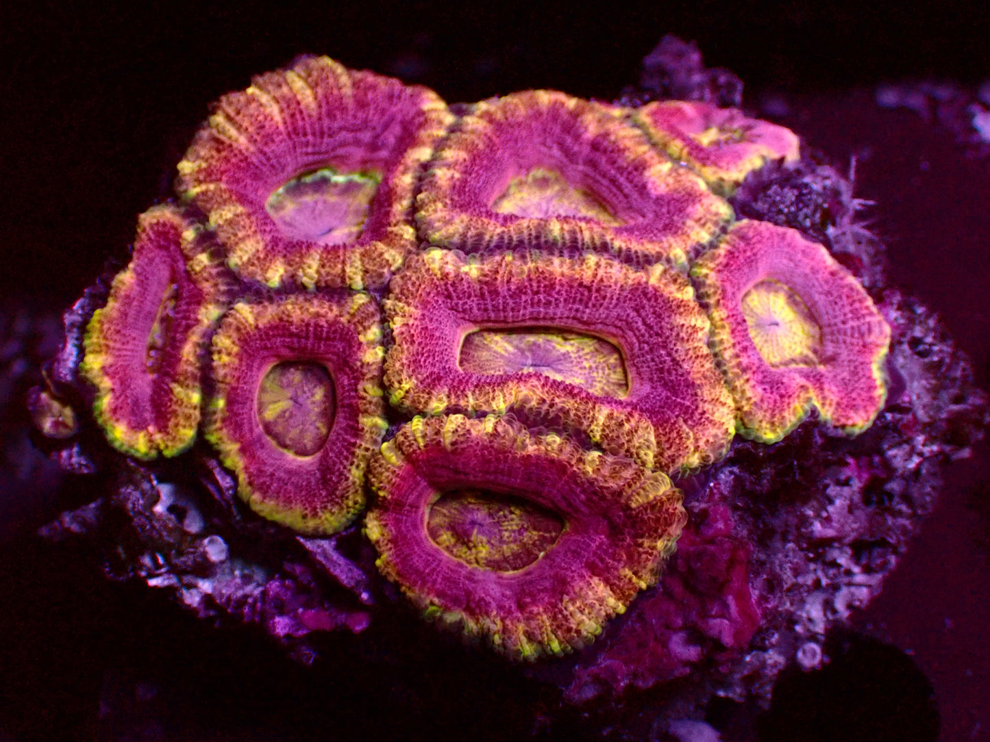 PR Purple Monster Asian Acan | Colony