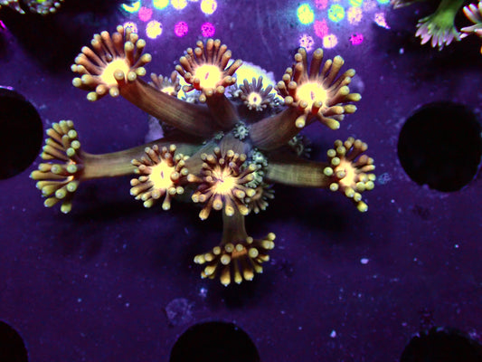 Orange Flower Goniopora | WYSIWYG