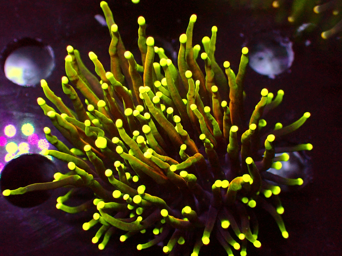 Euphyllia Neon Golden Torch | WYSIWYG