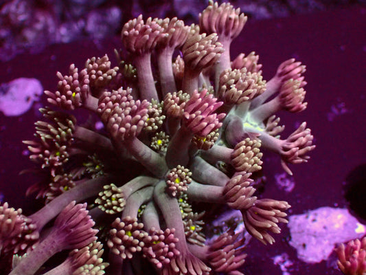 Toxic Mouth Goniopora | WYSIWYG