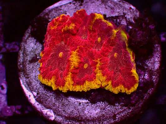 Big R Inferno Favia | WYSIWYG