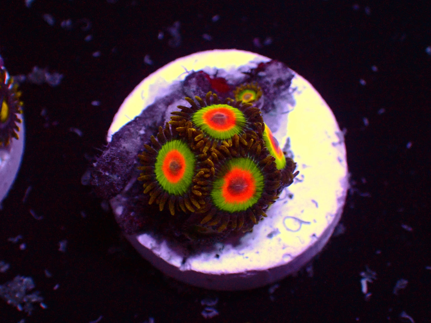 Zoanthus Rastas | WYSIWYG