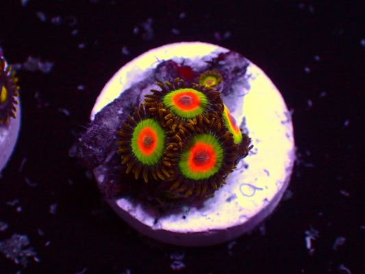 Zoanthus Rastas | WYSIWYG
