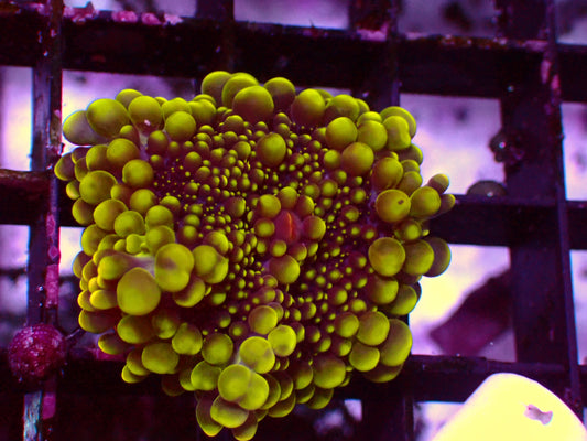 Ricordea Yuma "Toxic Green" | WYSIWYG