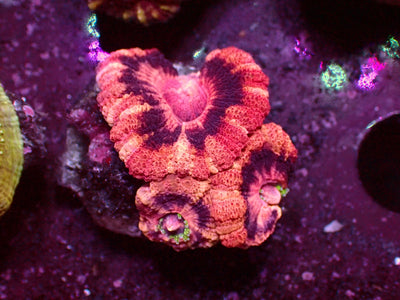 Insane Pink Stripes Acanthastrea | WYSIWYG