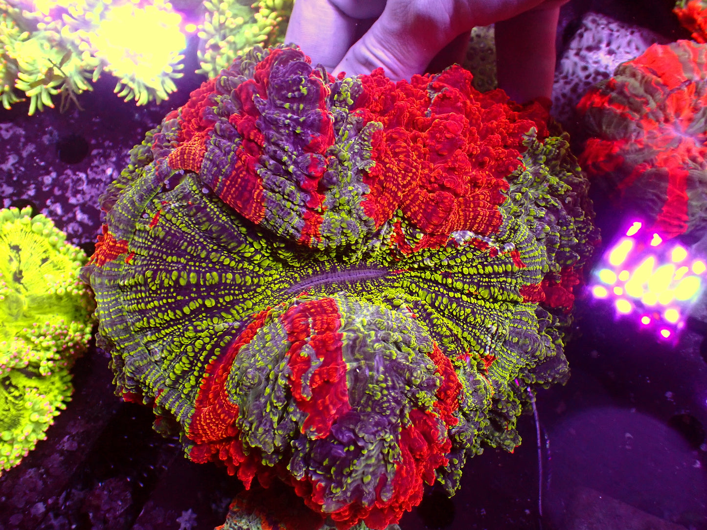 Holy Grail Acanthophyllia | WYSIWYG