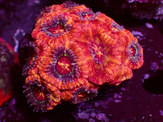 Mastergrade Asian Acan | Colony