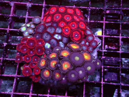 Zoanthus Rainbow Garden | WYSIWYG