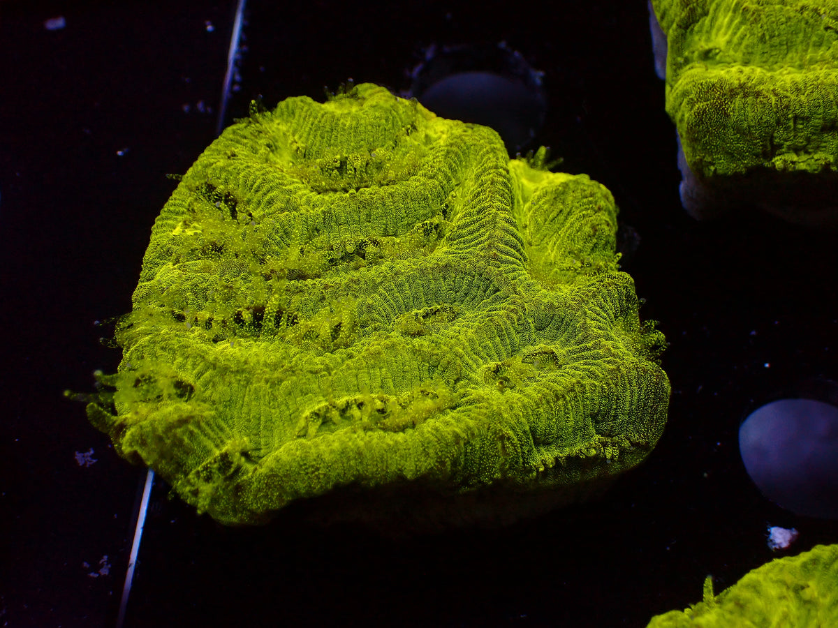 Toxic Glitter Platygyra | WYSIWYG