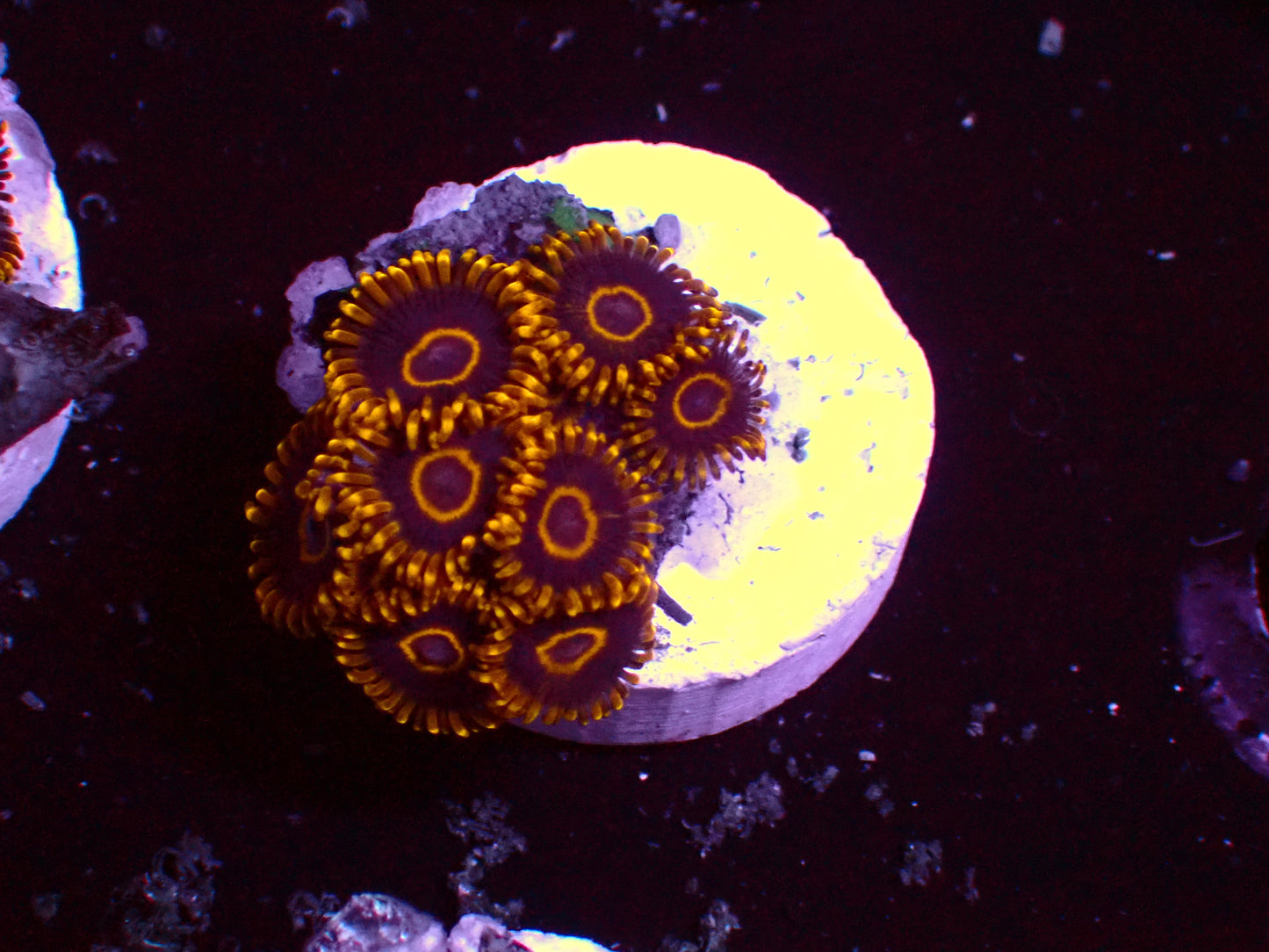 Purple Hornet Zoanthus | WYSIWYG