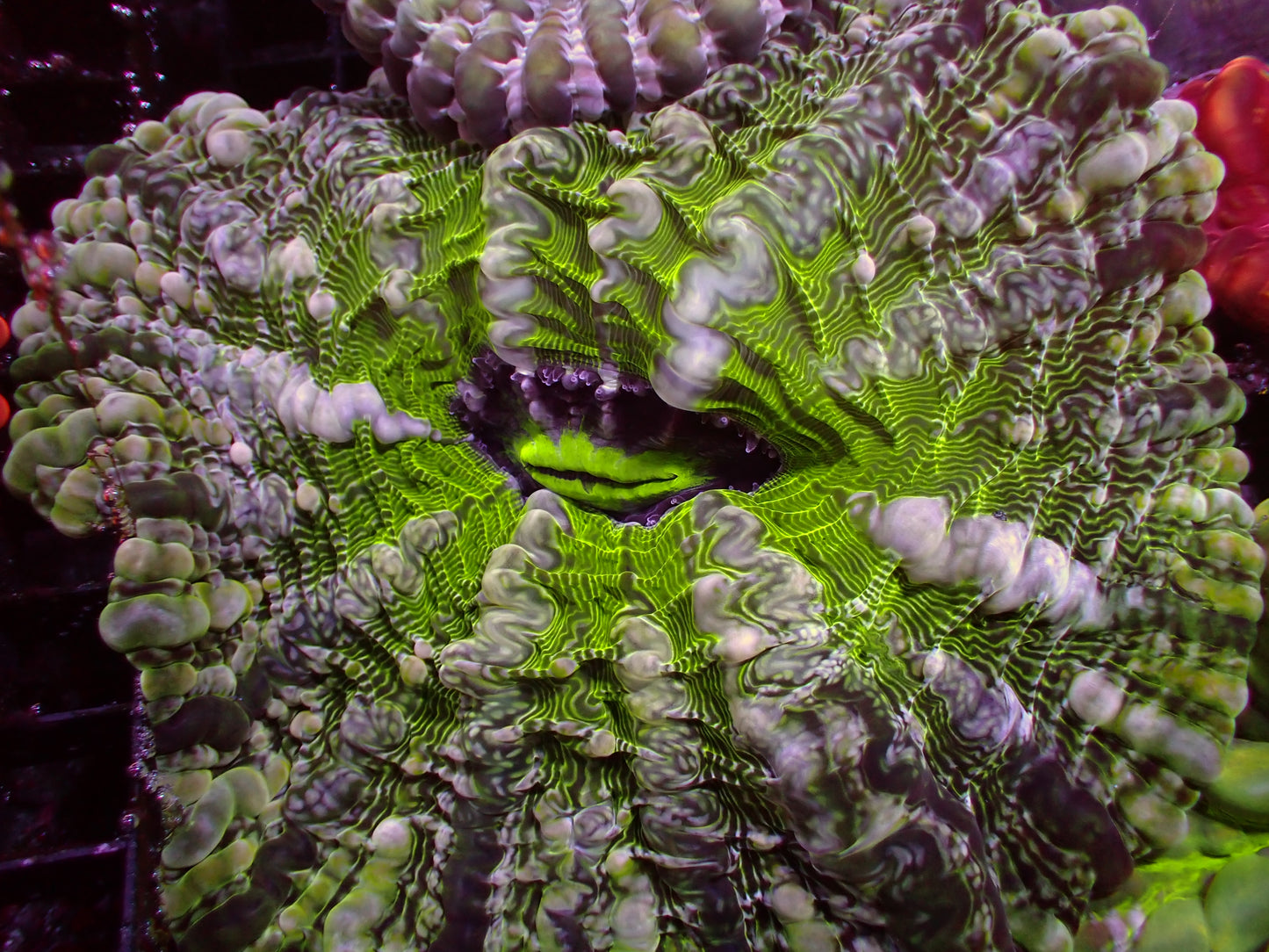 Ultra Toxic Indophyllia | WYSIWYG