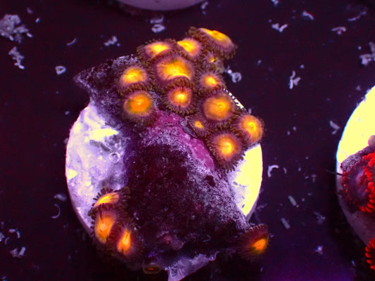 Zoanthus Orange Eye | WYSIWYG