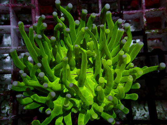 Toxic Green Heliofungia | WYSIWYG