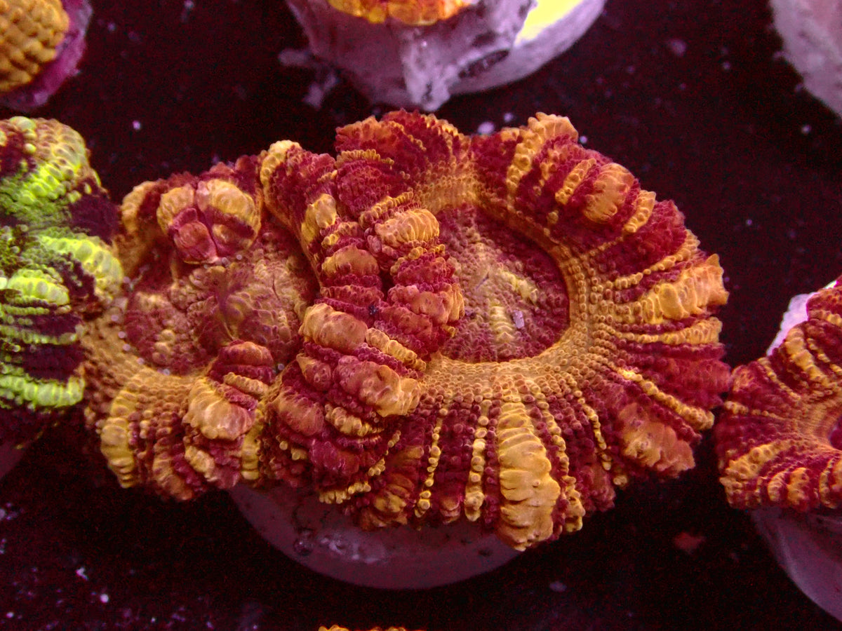 Insane Golden Stripes Asian Acanthastrea | WYSIWYG