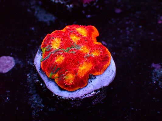 Flaming Bugatti Chalice | WYSIWYG