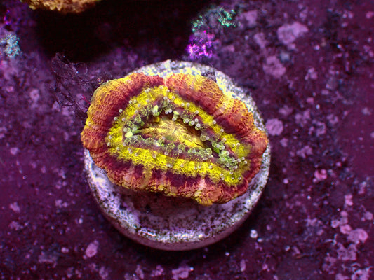 1 of 1 Yellow Center Asian Acanthastrea | WYSIWYG