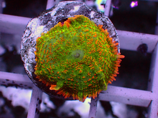 Tequila Sunrise Mushroom | WYSIWYG