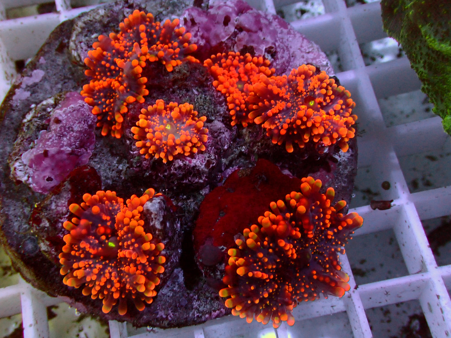 Neon Orange Ricordea Rock | WYSIWYG