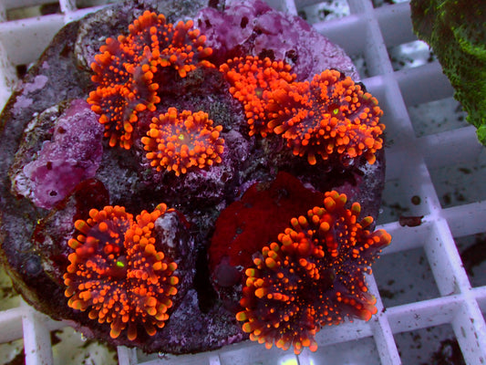 Neon Orange Ricordea Rock | WYSIWYG