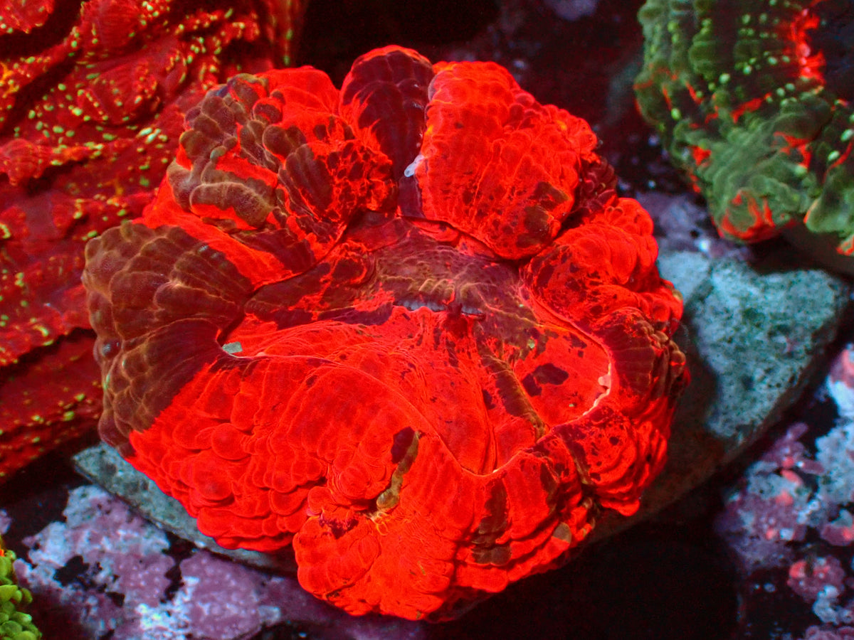 Acanthophyllia Deadpool | WYSIWYG