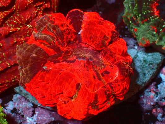 Acanthophyllia Deadpool | WYSIWYG