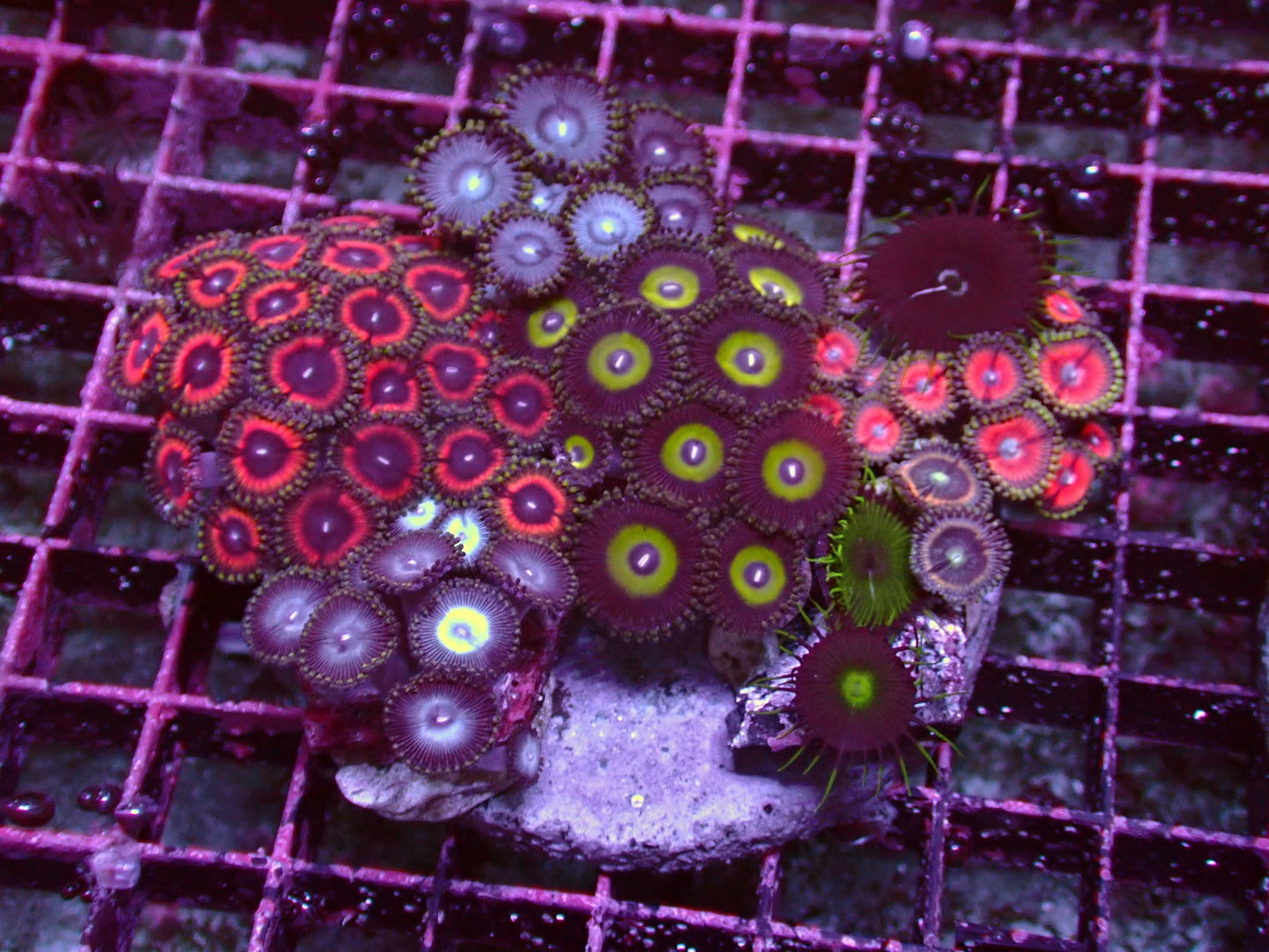 Zoanthus Rainbow Garden | WYSIWYG