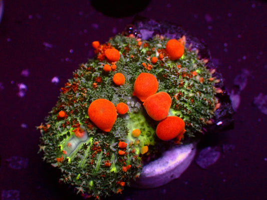 WWC Sunkist Bounce Mushroom | WYSIWYG