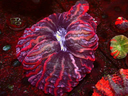 Mastergrade Indophyllia | XL