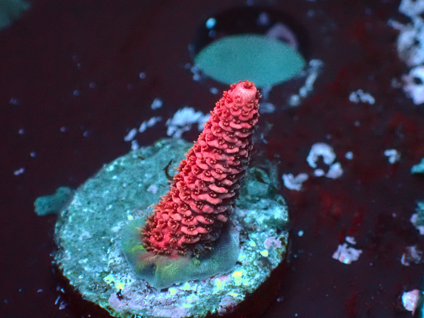 Pink Millepora | WYSIWYG