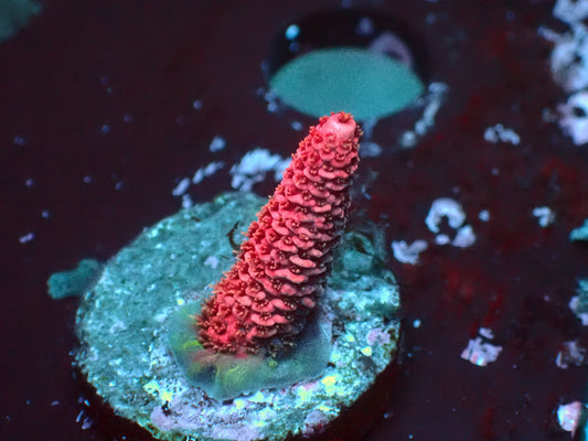 Pink Millepora | WYSIWYG