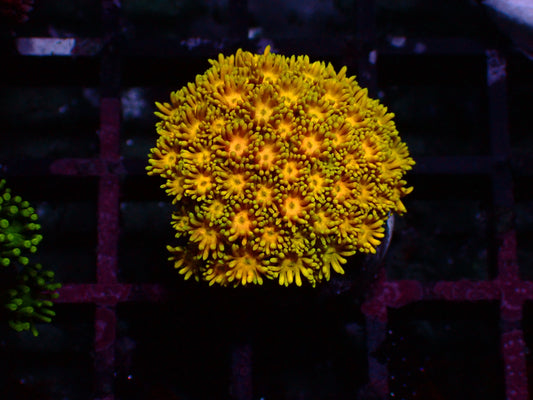 Goniopora "Yellow Rainbow" | WYSIWYG