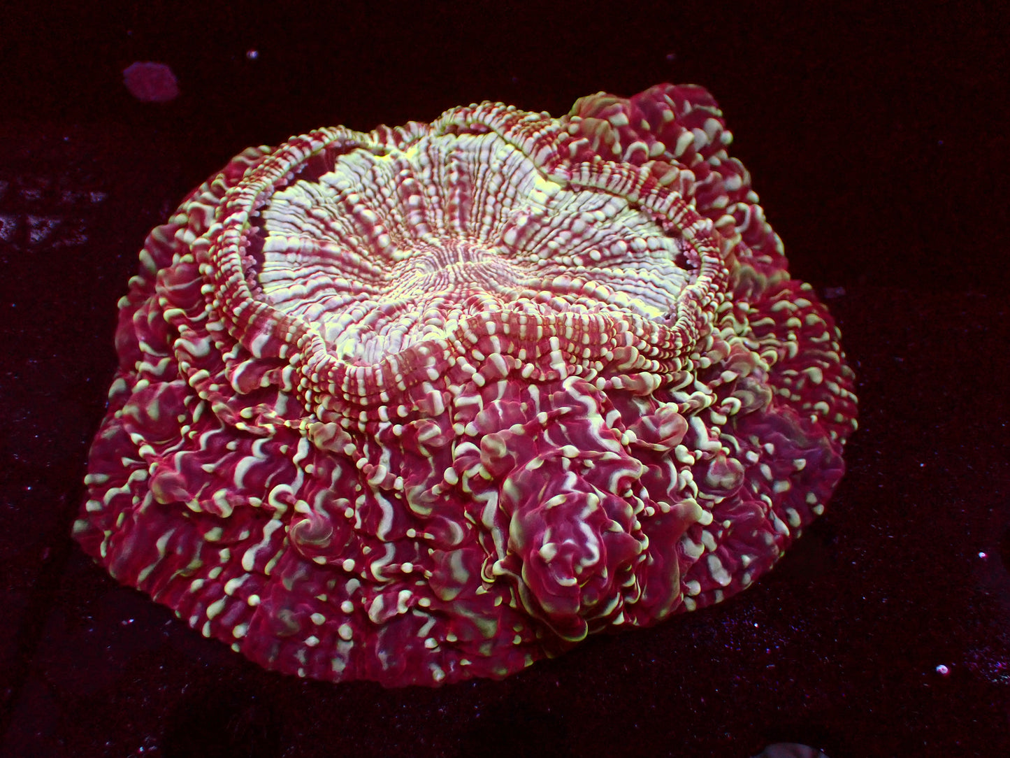 Sale! Red Snakeskin Acanthophyllia | WYSIWYG