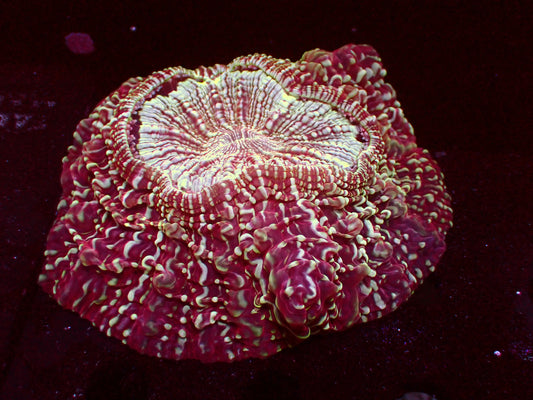 Sale! Red Snakeskin Acanthophyllia | WYSIWYG