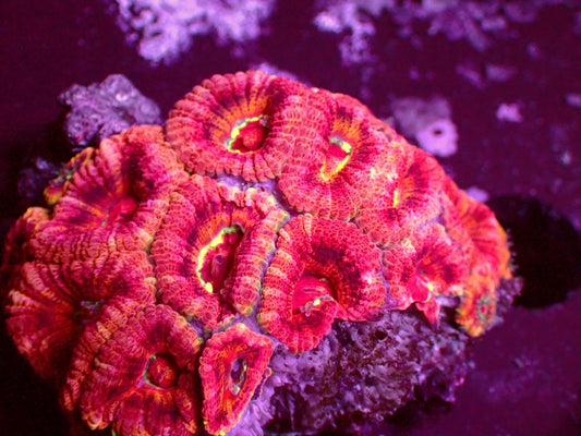 Mastergrade Asian Acan | Colony