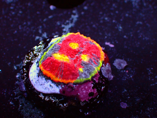 Rainbow Fuego Chalice | WYSIWYG