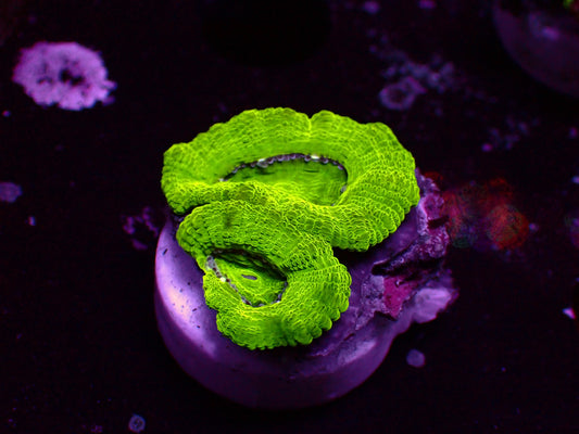 Asian Acan "Radioactive" | WYSIWYG