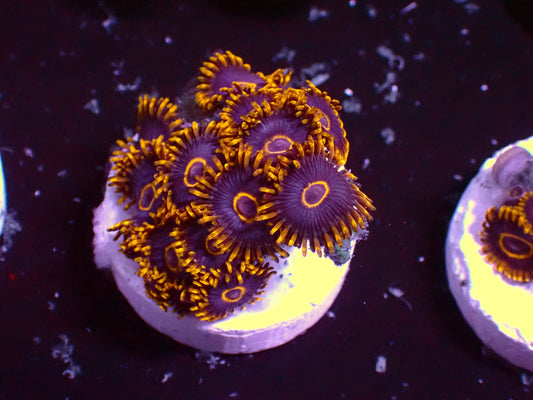 Purple Hornet Zoanthus | WYSIWYG