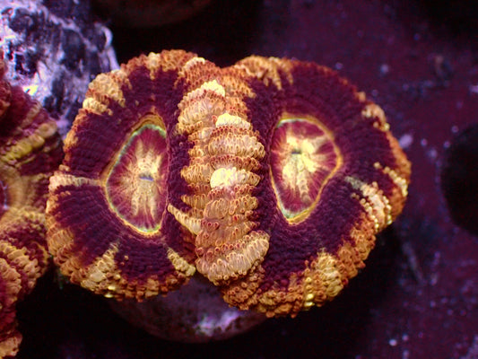Golden/Black Master Asian Acanthastrea | WYSIWYG