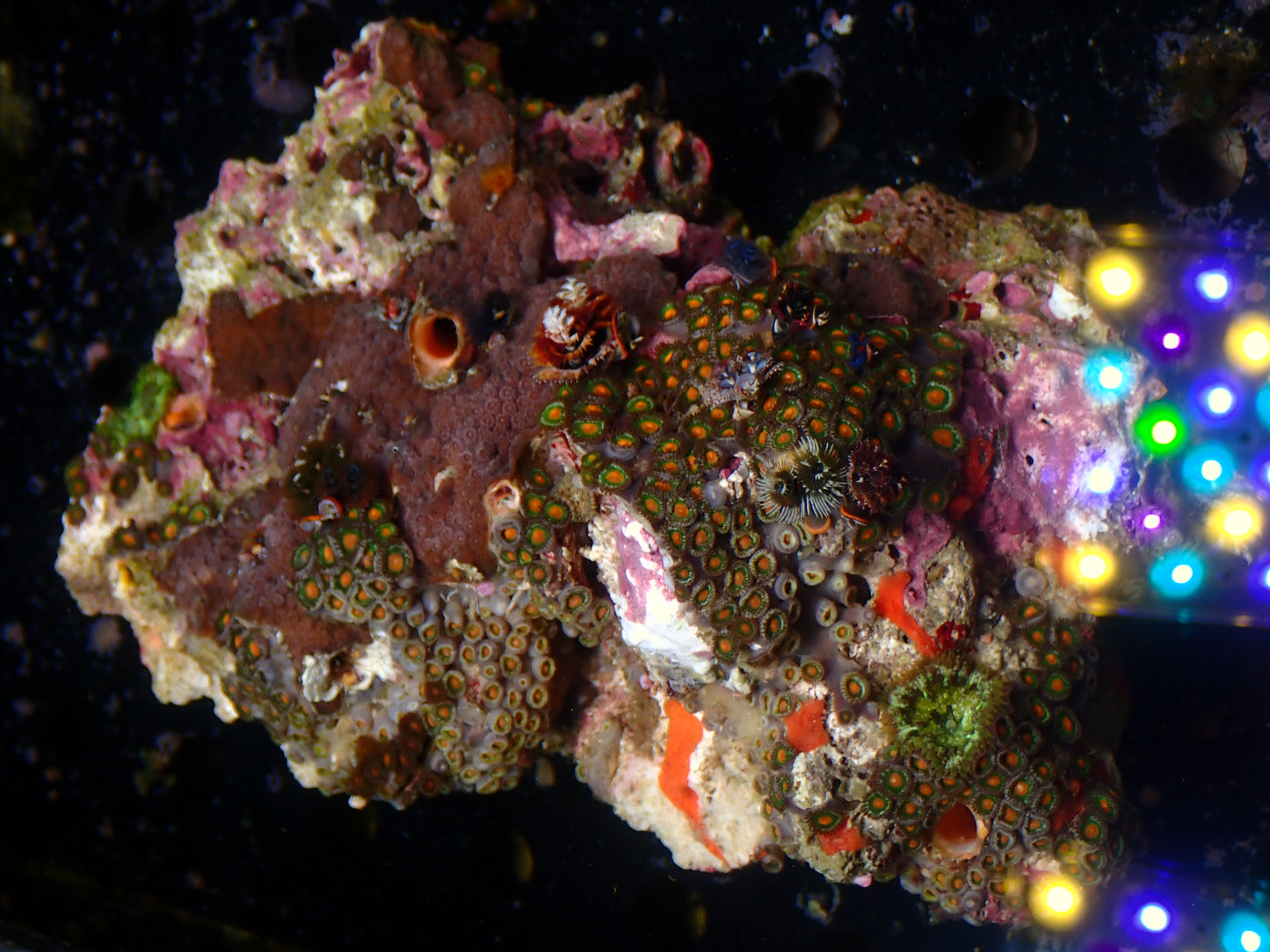 Christmas Tree Worm Rock | WYSIWYG
