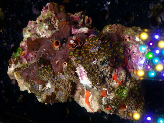 Christmas Tree Worm Rock | WYSIWYG
