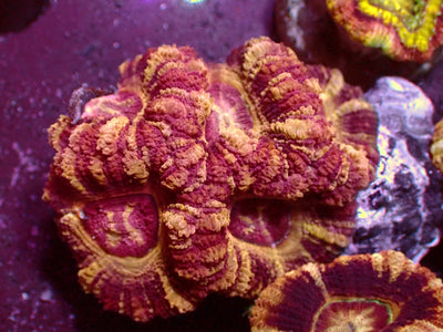 Insane Gold Stripes Asian Acanthastrea | WYSIWYG