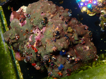 Showpiece! Christmas Tree Worm Rock | WYSIWYG