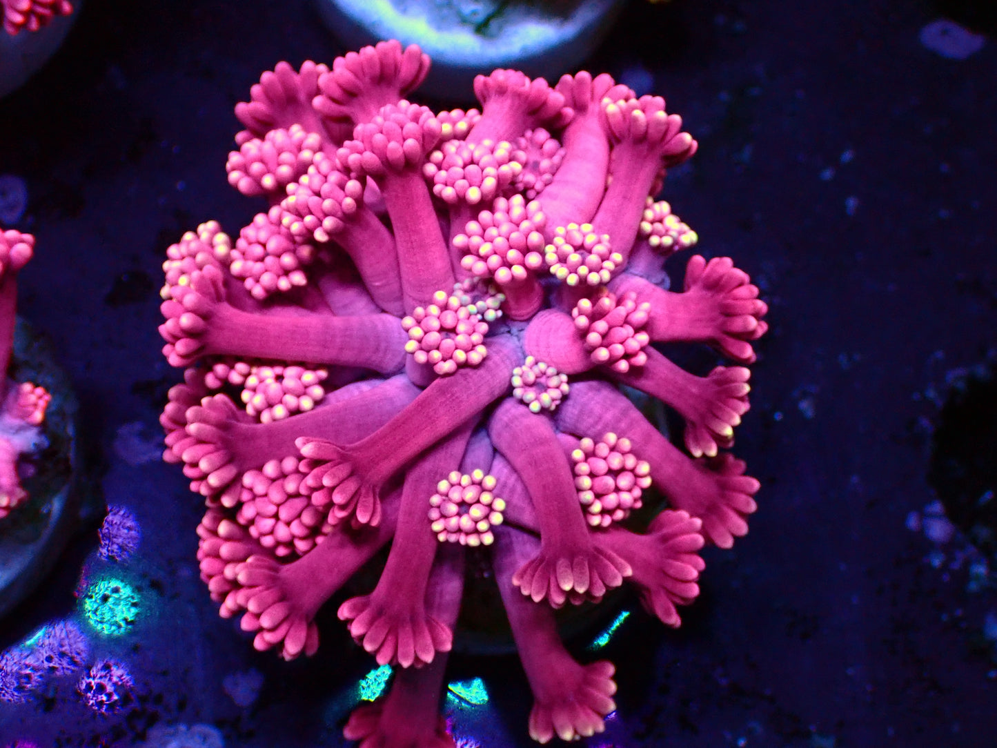 PR Pink Lady Goniopora | WYSIWYG