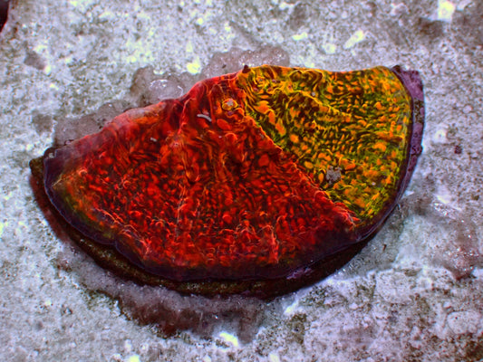 WWC Grafted Stellaria Chalice | WYSIWYG