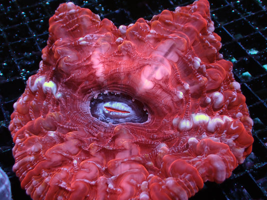 Red and White Indophyllia | WYSIWYG