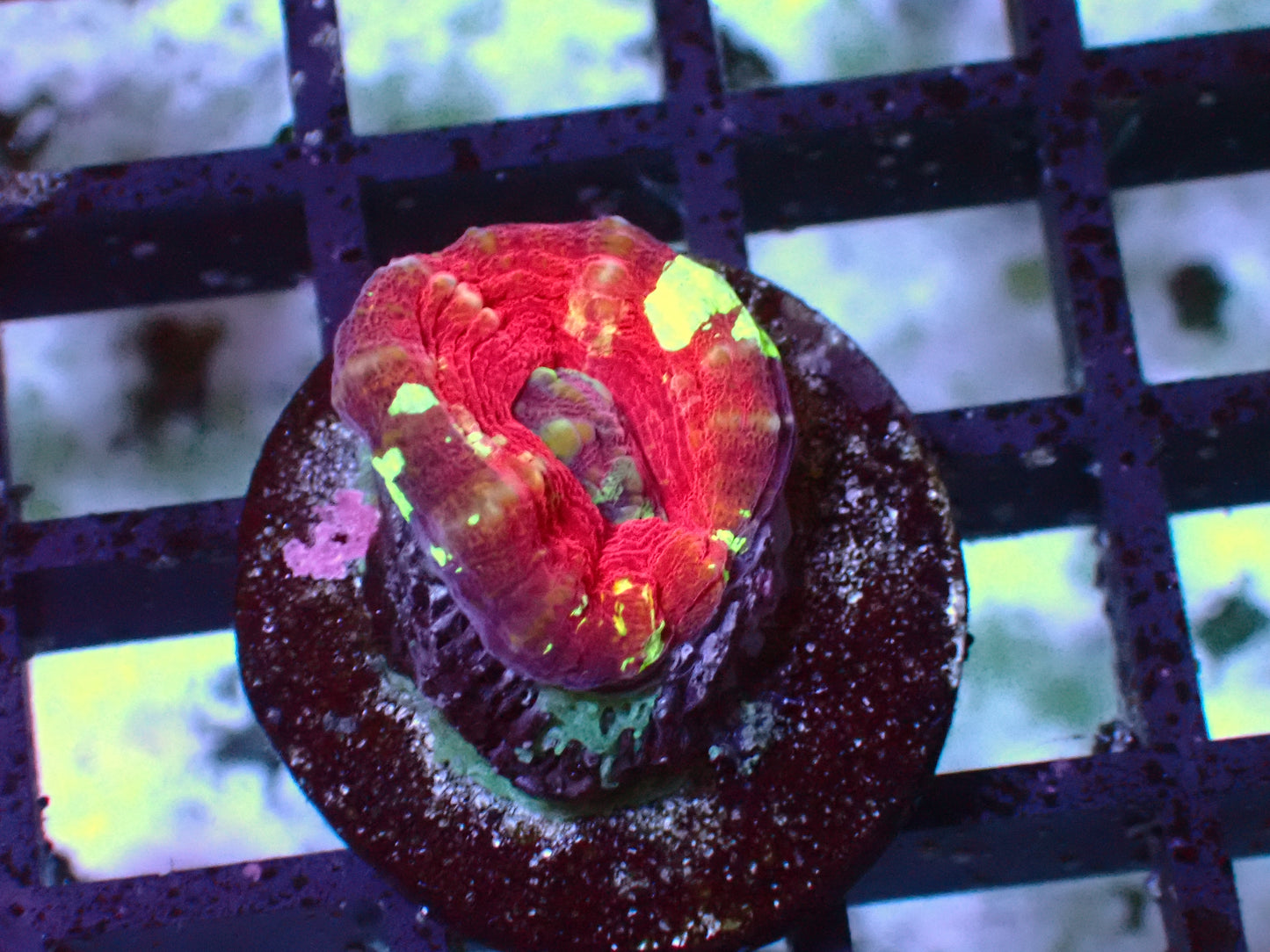 Cherry Scolymia | WYSIWYG