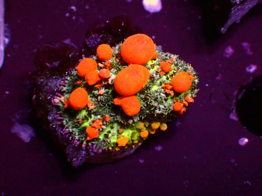 WWC Sunkist Bounce Mushroom | WYSIWYG