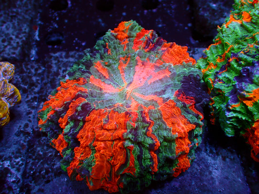 Rainbow Acanthophyllia | WYSIWYG