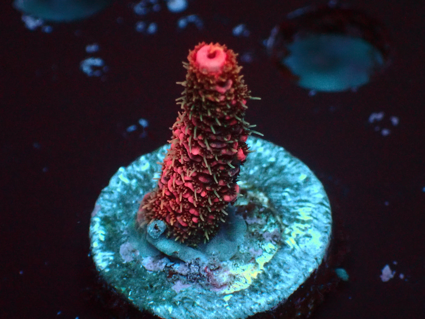Pink Millepora | WYSIWYG