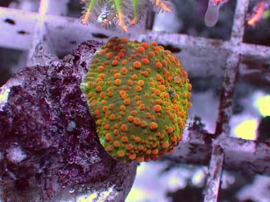 Special Discosoma | WYSIWYG